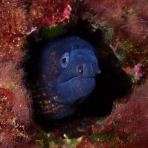 Salidas guiadas Tossa de Mar 